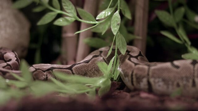 Abstract Detail Of A Royal Python Reptile Skin On Its Cage. - Rack Focus Shot