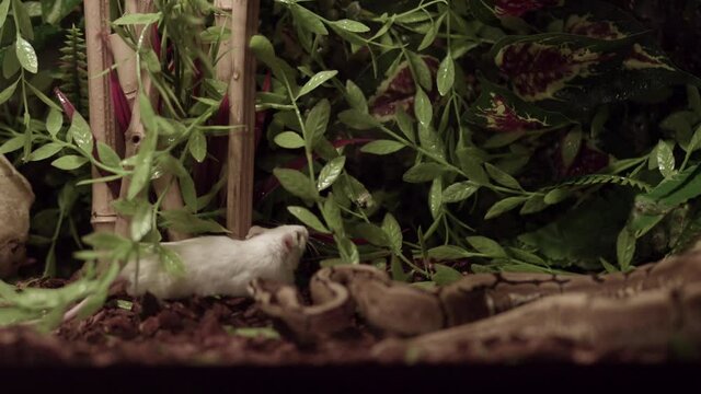 Royal Or Ball Python (Python Regius) On A Hunt. Ball Python Trying To Bite A White Rodent Intruding Its Territory With Surrounding Vines. - Closeup Shot