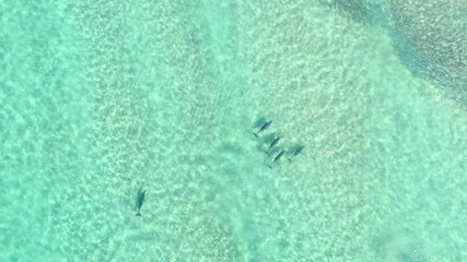 Drone View Of Large Group Of Dolphins swimming in shallow Blue Waters. Big pod school in waves over reef, calm blue ocean aerial shot background.