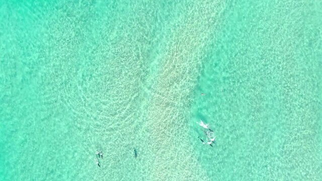 Pod of Spinner Dolphins in Vibrant Shallow Blue Ocean, AERIAL TRACKING SHOT.Drone View Of Large Group Of Dolphins swimming in shallow Turquoise Blue Waters.