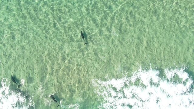 Aerial Drone Video of a Massive Pod of Spinner Dolphins Swimming in Crystal Clear Blue Lagoon.Aerial View of Dolphins mating, a relaxed Pod in the ocean.