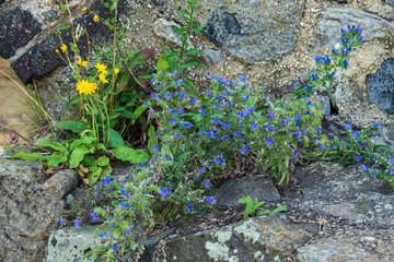 Mauerblümchen