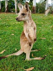 kangaroo and baby