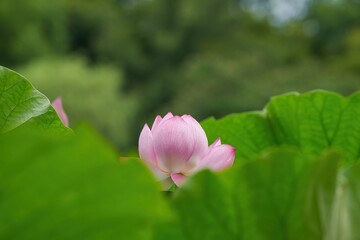 光を浴びて輝く満開のピンクのハスの花