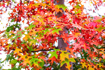 Beautiful red and orange maple tree leaves closeup on a sunny day, autumn background.