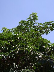 green leaves against blue sky