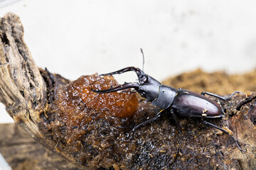 昆虫ゼリーとノコギリクワガタのオス