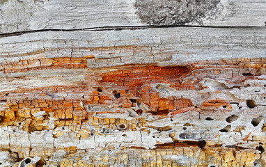 Texture of decaying crumbling wood trunk eaten by pests