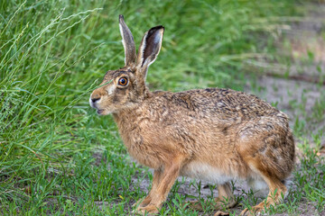 Naklejka na ściany i meble hare in the grass