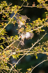 young chiffchaff
