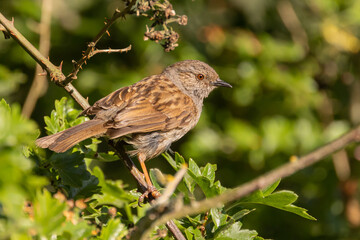 sparrow on a branch