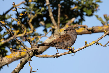 sparrow on a branch