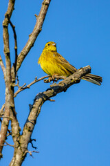 yellow bird on a branch