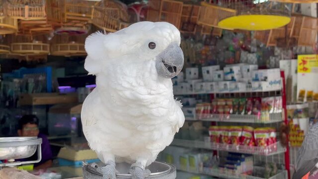 Cute white cockatoo, umbrella cockatoo is in the pet store. Medium-sized all-white cockatoo sits on a perch. Beautiful exotic parrot. Cacatua alba. Front view, closeup 4K video footage. Large bird.