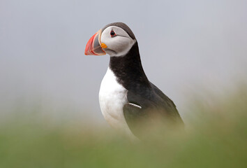 The atlantic puffin lives on the ocean and comes for nesting and breeding to the shore. They are seen in big numbers on Iceland