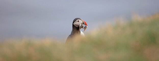 Puffin with sandeels on Iceland