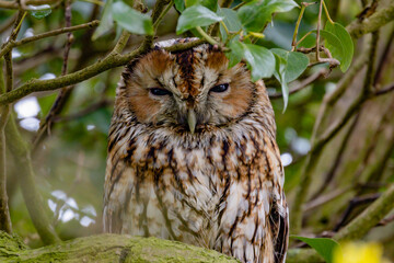 Tawny owl