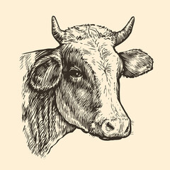 Cows head. Hand drawn sketch in a graphic style. Vintage vector engraving illustration