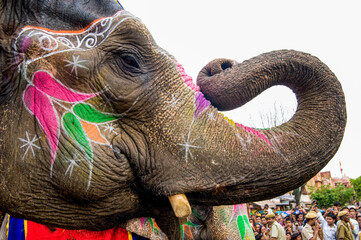 Colorful hand painted elephants, Holi festival, Jaipur, Rajasthan, India	