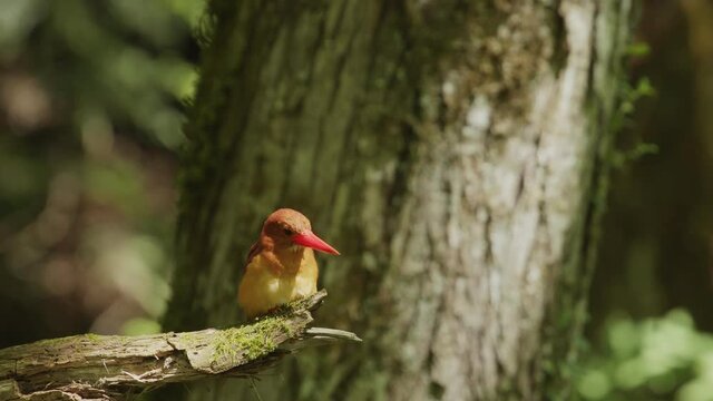 アカショウビン(Ruddy Kingfisher)