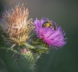 A bee collects nectar from a flower