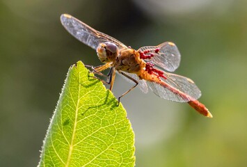 Dragonfly sitting on a green leaf