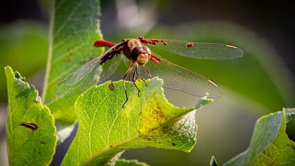 Dragonfly sitting on a green leaf