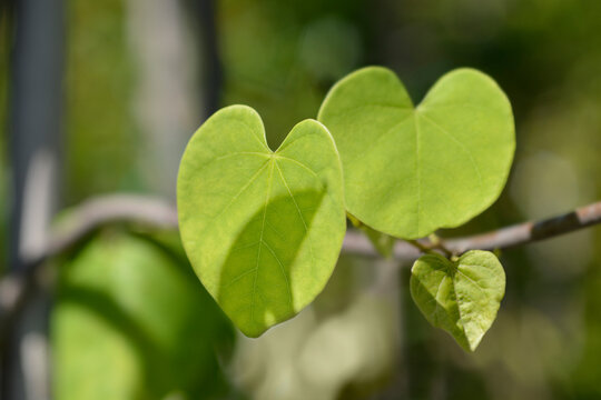 Texas White Redbud