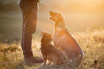 Caucasian man is training his mongrel dogs