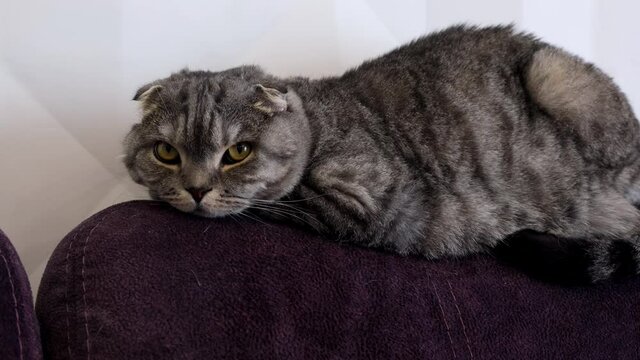 Scottish fold cat lies on the couch and takes