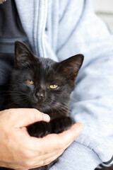 little black cat with yellow eyes in hands on a background of a white brick wall