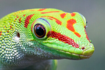Closeup head of madagascar giant day gecko