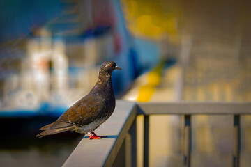 Fototapeta premium Wild pigeon against the background of a defocused motor ship