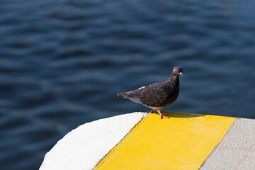 Wild dove on the background of the river with blue flowers.