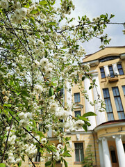 A branch of double cherry (lat. Cerasus vulgaris Mill. f. plena (L.) Sok) with white flowers on the...