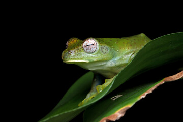 Rhacophorus prominanus or the malayan tree frog closeup on green leaves