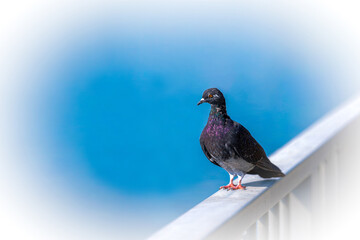 Wild dove on the background of the river with blue flowers.