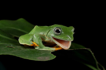 Javan tree froh on branch, rhacophorus reinwardtii tree frog