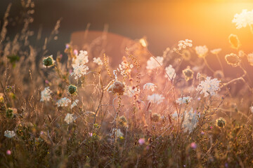 Obraz na płótnie Canvas Wild meadow in sunset sunlight background. Summer field background
