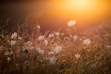 Wild meadow in sunset sunlight background. Summer field background