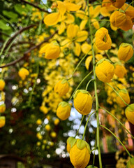 tree with yellow flower 