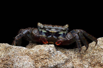 Beautiful color red claw marsh crab (perisesarma eumolpe), red claw marsh crab closeup on black background