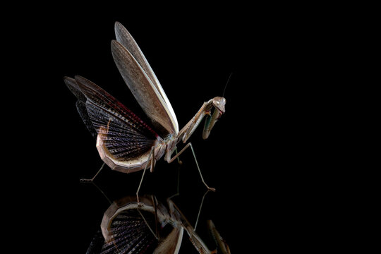 Tenodera sinensis mantis with self defense position on black background, closeup insect