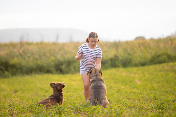 Girl training her dog in summer meadow in the sunset.