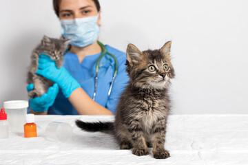The doctor is a veterinarian and two small kittens in the doctor's office. Veterinary clinic,...