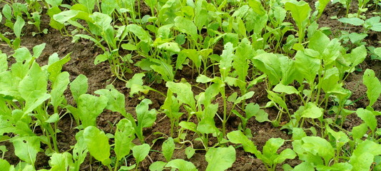 Beautiful fresh vegetables leaves in vegetable garden in summer season at Nepal