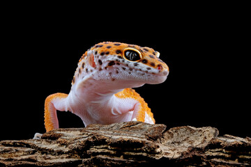 Leaopard gecko closeup head with black background, Tomato gecko closeup head, animal closeup