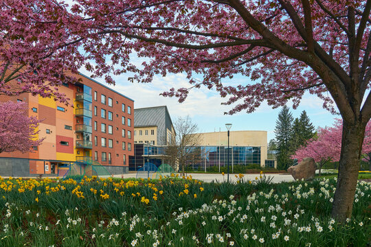 Cherry trees in the center of Kerava near the Paasikivi monument.