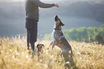 Caucasian man is training his mongrel dogs