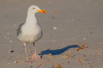 Moewe blickt in die Sonne